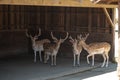Many little deer in a zoo or a nature reserve Royalty Free Stock Photo