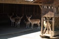 Many little deer in a zoo or a nature reserve Royalty Free Stock Photo