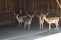 Many little deer in a zoo or a nature reserve Royalty Free Stock Photo