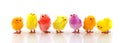 Many little easter chickens Royalty Free Stock Photo