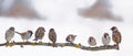 Many little funny birds sparrows are sitting on a branch in the garden and cute chirping Royalty Free Stock Photo