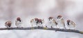 little funny birds sparrows are sitting on a branch in the garden and cute quarrel Royalty Free Stock Photo