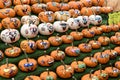 Many little funny painted pumpkins