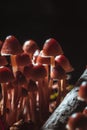 Many little mushrooms on a tree stump close-up Royalty Free Stock Photo