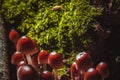 Many little mushrooms on a tree stump Royalty Free Stock Photo