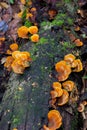 Mushrooms on a stump