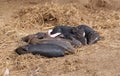 Many little piggys are sleeping on straw. Royalty Free Stock Photo