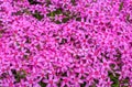 Many little pink flowers