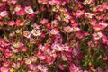 Many little Saxifraga flowers blooming in the garden. Ornamental plant for rockeries. Mossy Saxifrage. Rockfoils Royalty Free Stock Photo
