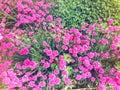 Many little small beautiful colorful pink Armeria maritima flowers. Beautiful macro closeup natural pattern texture.