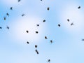 Many little spiderlings fly across the sky. Young spiders