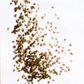 Many little spiderlings on white background