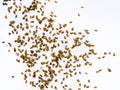 Many little spiderlings on white background.