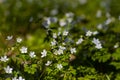 many little white flowers and buds with green leaves of unknown species  early spring morning in forest meadow Royalty Free Stock Photo