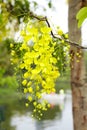 Many little yellow flower Royalty Free Stock Photo