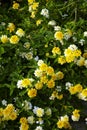 Many little yellow flower