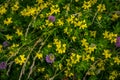 Many little yellow flowers in the grass Royalty Free Stock Photo