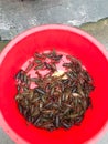 many live crawfishes in plastic basin