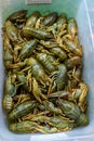 Nature live green crayfish in plastic container