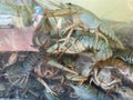 Many live crayfish swim in water closeup