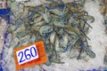 Many live freshwater prawns In the ice Price tag