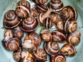 Live snails helix lucorum in plastic bucket