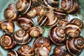 Many live snails helix lucorum in plastic bucket Royalty Free Stock Photo