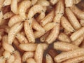 Many living larvae for fishing, background,maggot