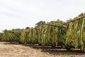 Many Scaffold Wagons of Burley Tobacco