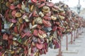 Many locks on the tree. Royalty Free Stock Photo