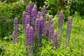 Many long blue flowers of lupins