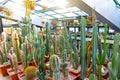 Many long cacti in a tropical desert greenhouse