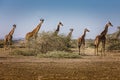 Many long necks. A group of giraffes in the Serengeti