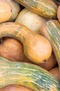 Many long pumpkins orange green close-up background autumn harvest