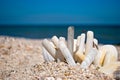 Many long and round seashells white gray on a background of blue sea sand beach summer sunny day