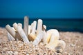 Many long and round seashells white gray on a background of blue sea sand beach summer sunny day