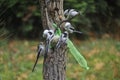 Many Long-tailed tit feeding