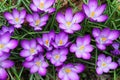 Many Lovely Lavender and White Crocuses Royalty Free Stock Photo