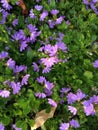 Many lovely purple flowers between green leaves. Royalty Free Stock Photo