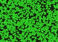 Many macro green bio cells backgrounds. scientific pattern
