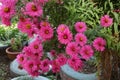 Many magenta colored flowers of Michaelmas daisies in October Royalty Free Stock Photo