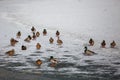 Mallard Duck Drakes and Ducks group Royalty Free Stock Photo