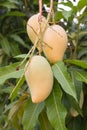 Many mango ripe on mango trees.