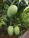 Many Mangoe fruits with green leaves