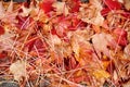 Many maple red orange leaf falling stack on floor background while autumn fall season