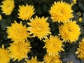 Many marigolds in fall