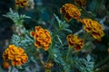 Many marigolds flowers on the autumn flower-bed