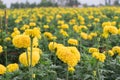 Many marigolds in the garden of the villagers