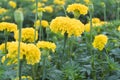 Many marigolds in the garden of the villagers