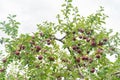 Many mature apple hanging on the tree and lying on the ground